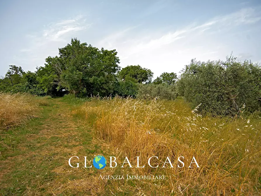 Immagine 12 di Rustico / casale in vendita  in case sparse 17 a Scansano