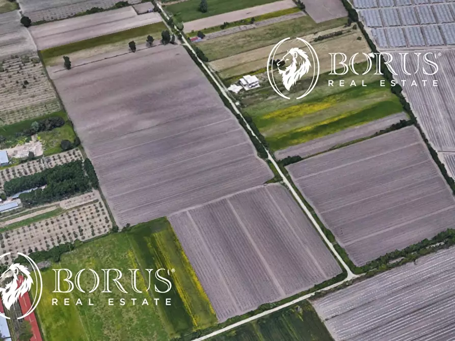 Immagine 1 di Terreno agricolo in vendita  a San Tammaro