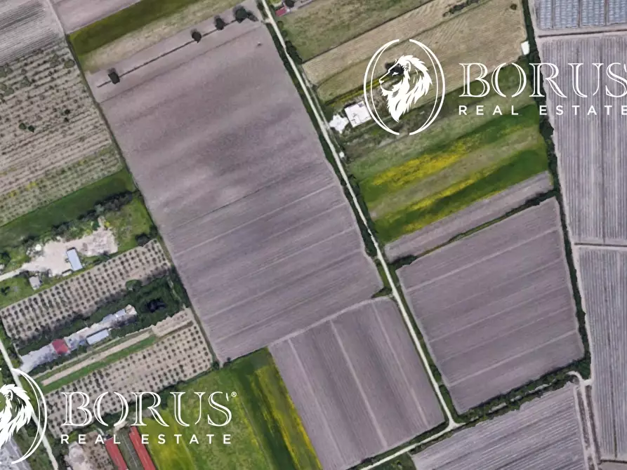 Immagine 2 di Terreno agricolo in vendita  a San Tammaro