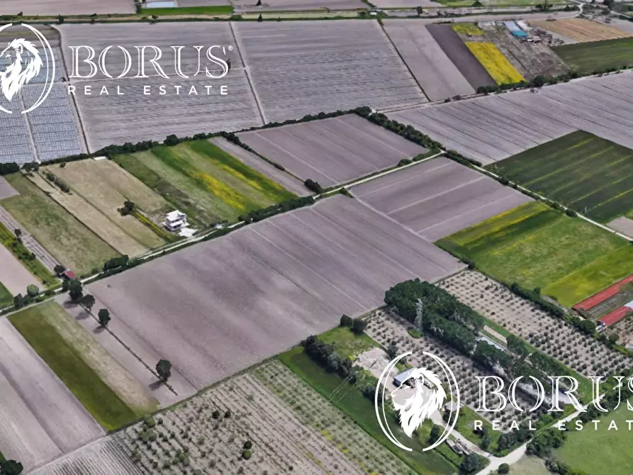 Immagine 3 di Terreno agricolo in vendita  a San Tammaro