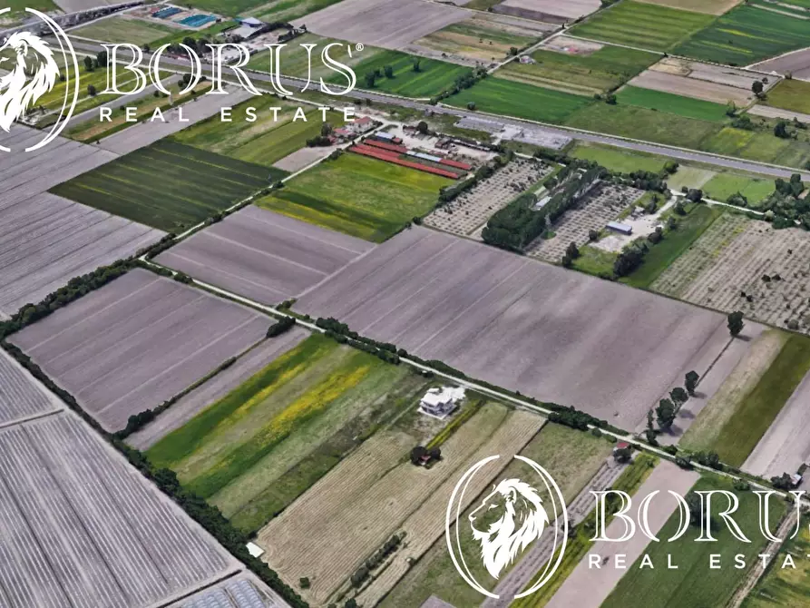 Immagine 6 di Terreno agricolo in vendita  a San Tammaro
