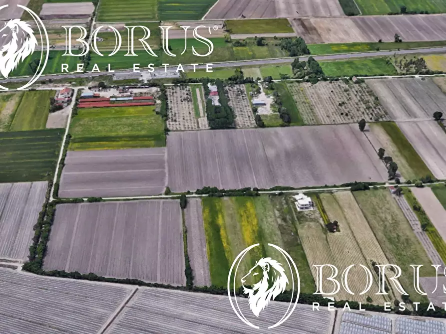 Immagine 7 di Terreno agricolo in vendita  a San Tammaro