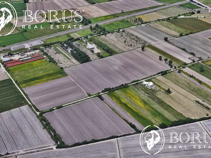 Immagine 8 di Terreno agricolo in vendita  a San Tammaro