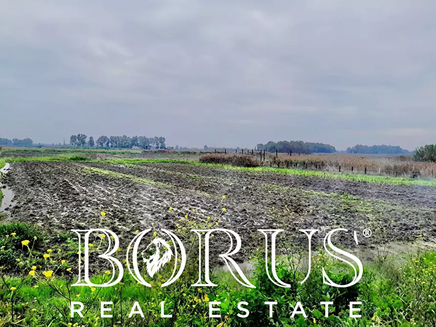 Immagine 4 di Terreno agricolo in vendita  a Castel Volturno