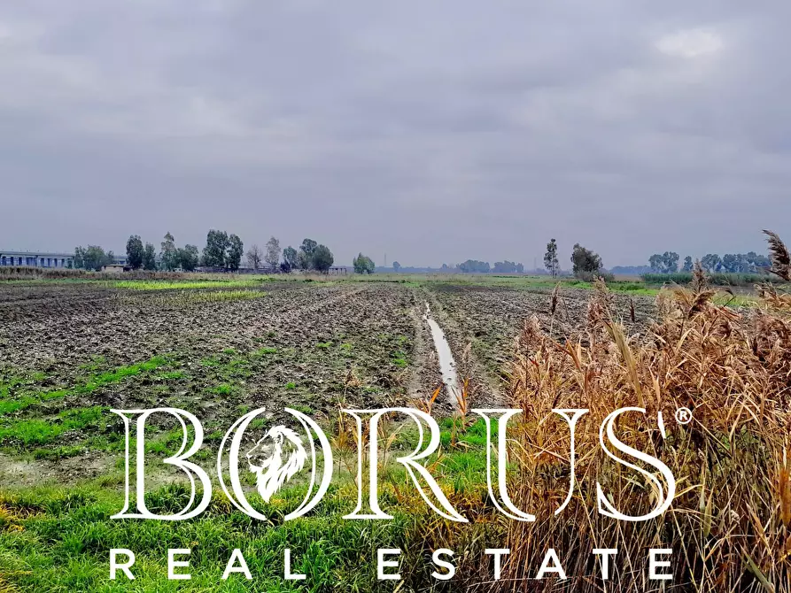 Immagine 6 di Terreno agricolo in vendita  a Castel Volturno