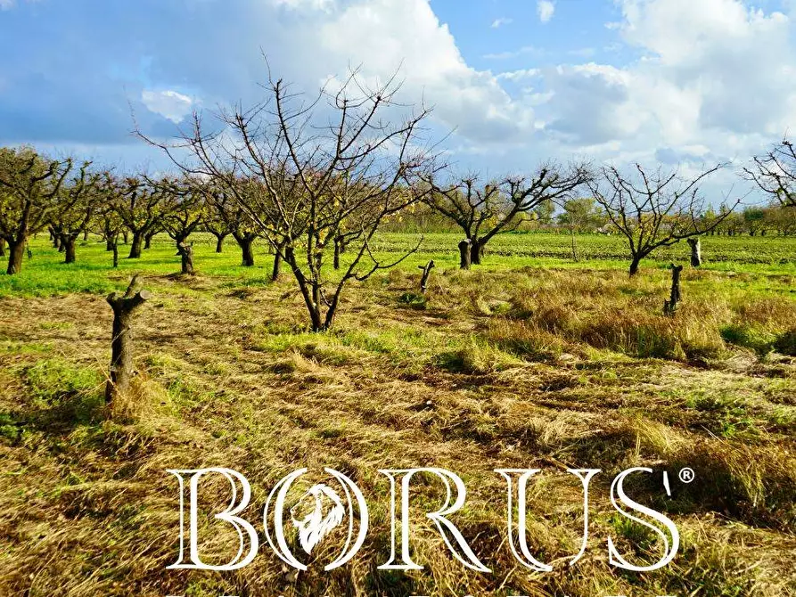 Immagine 6 di Terreno agricolo in vendita  a Teverola