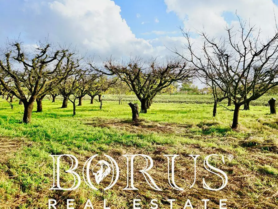 Immagine 9 di Terreno agricolo in vendita  a Teverola