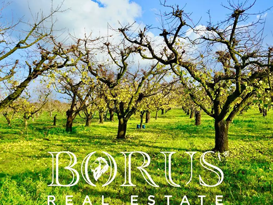 Immagine 12 di Terreno agricolo in vendita  a Teverola