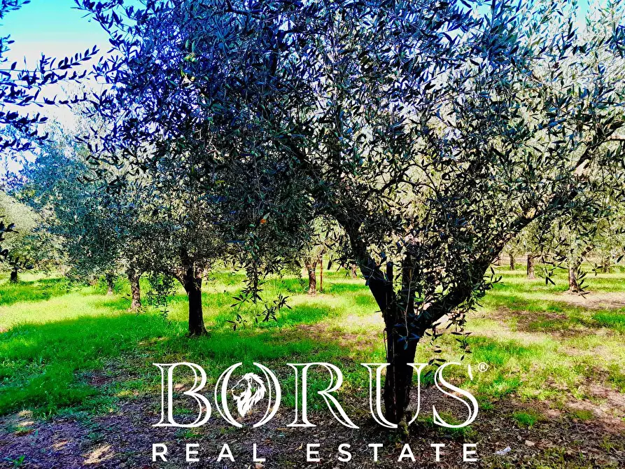 Immagine 14 di Azienda agricola in vendita  a Conca Della Campania