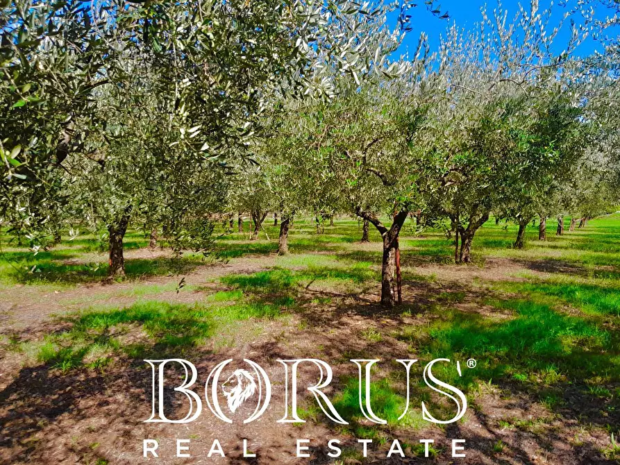 Immagine 17 di Azienda agricola in vendita  a Conca Della Campania