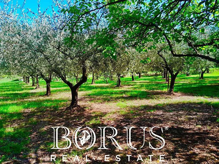 Immagine 18 di Azienda agricola in vendita  a Conca Della Campania