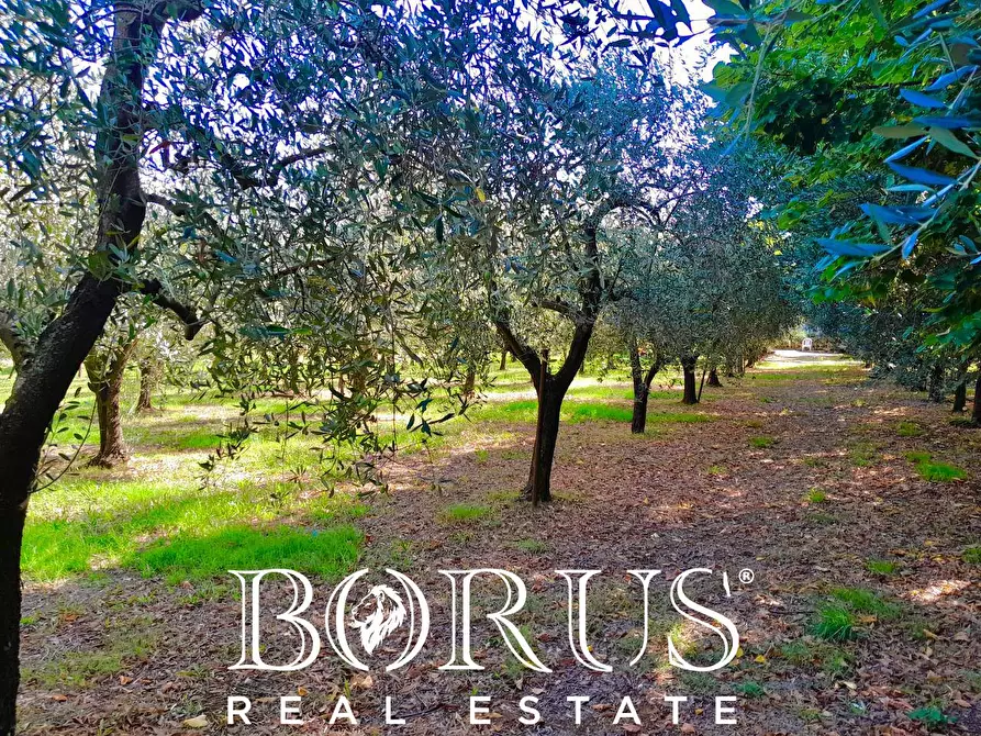 Immagine 19 di Azienda agricola in vendita  a Conca Della Campania