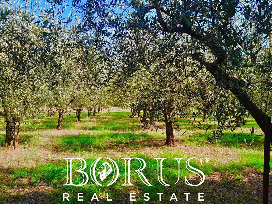 Immagine 21 di Azienda agricola in vendita  a Conca Della Campania