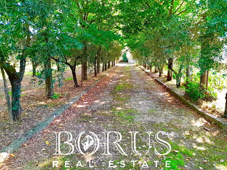 Immagine 22 di Azienda agricola in vendita  a Conca Della Campania