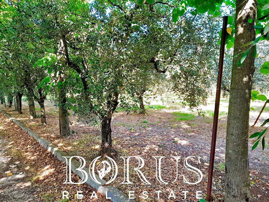 Immagine 23 di Azienda agricola in vendita  a Conca Della Campania