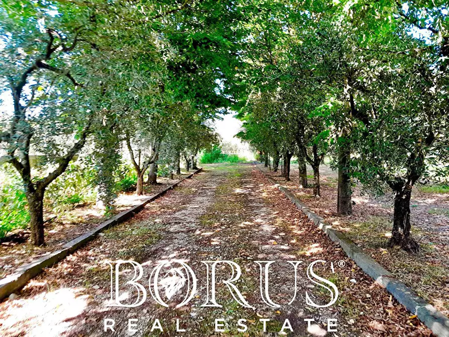 Immagine 24 di Azienda agricola in vendita  a Conca Della Campania