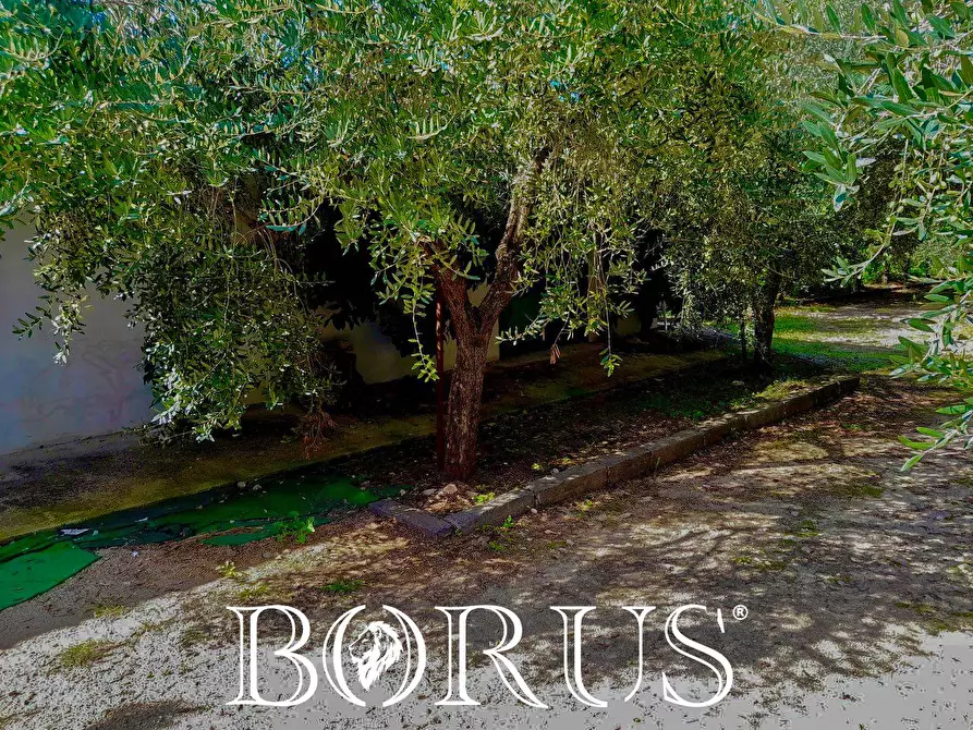 Immagine 28 di Azienda agricola in vendita  a Conca Della Campania