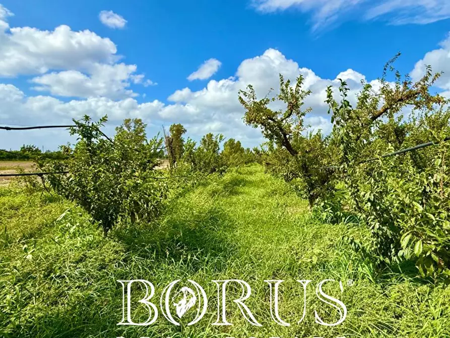 Immagine 1 di Terreno agricolo in vendita  a Trentola Ducenta