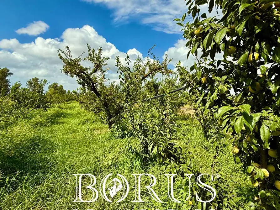 Immagine 2 di Terreno agricolo in vendita  a Trentola Ducenta