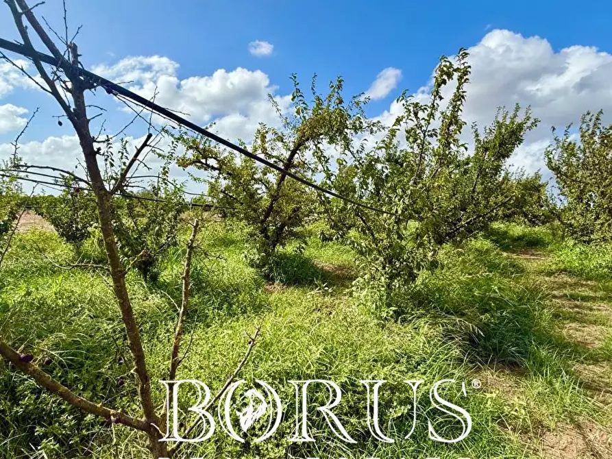 Immagine 3 di Terreno agricolo in vendita  a Trentola Ducenta