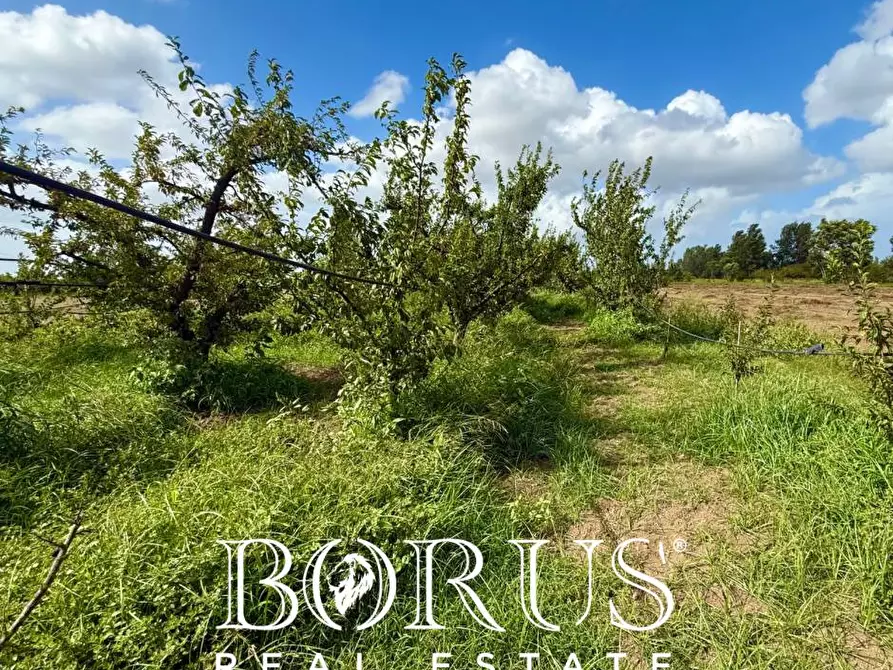 Immagine 4 di Terreno agricolo in vendita  a Trentola Ducenta