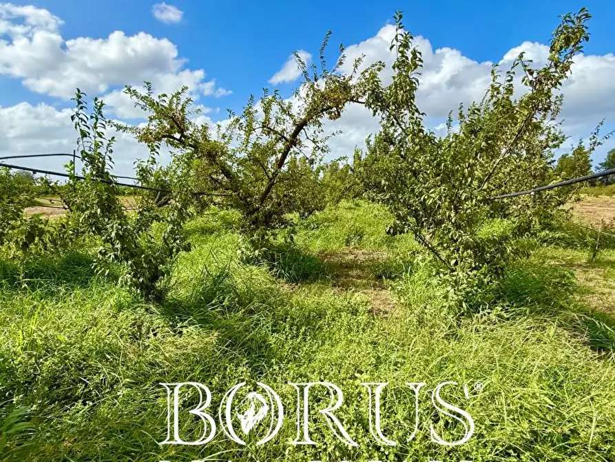 Immagine 5 di Terreno agricolo in vendita  a Trentola Ducenta