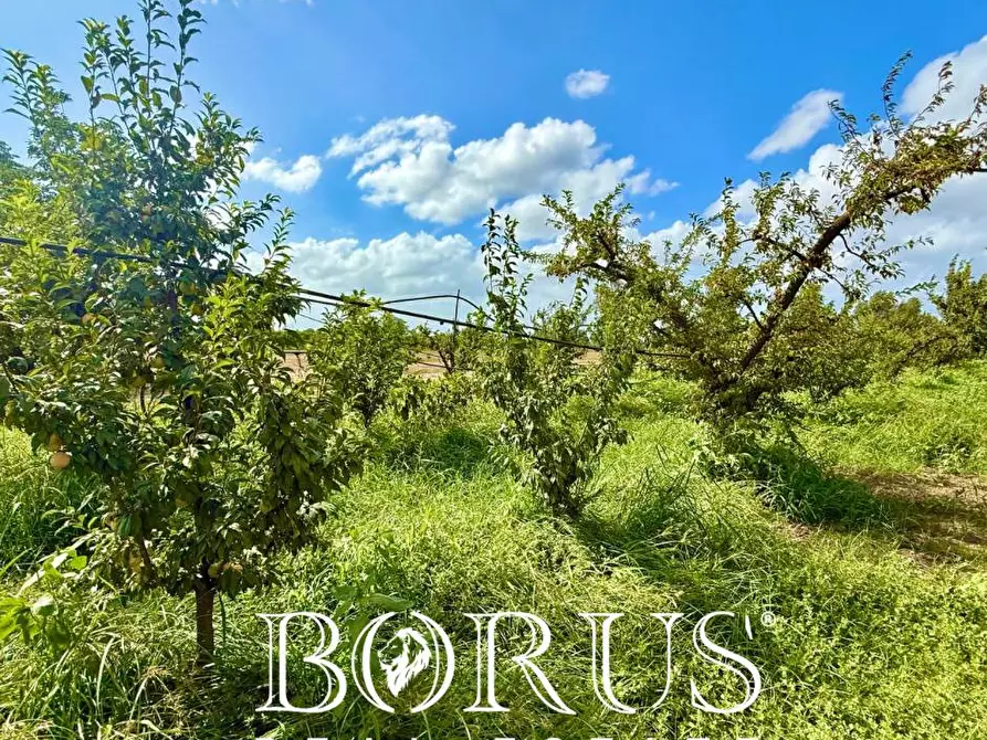 Immagine 6 di Terreno agricolo in vendita  a Trentola Ducenta