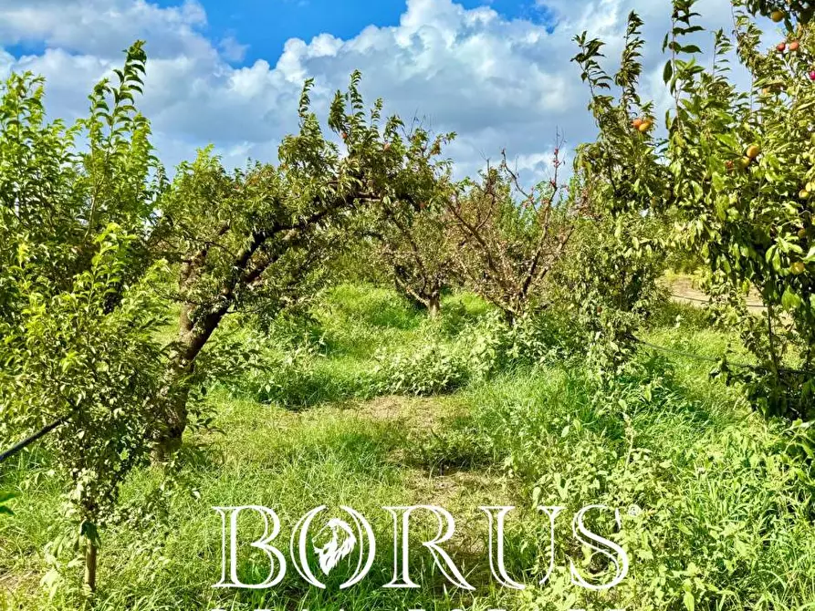 Immagine 7 di Terreno agricolo in vendita  a Trentola Ducenta