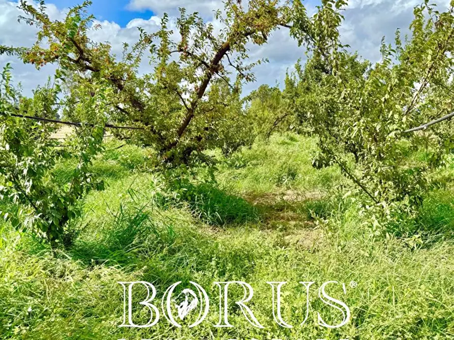 Immagine 8 di Terreno agricolo in vendita  a Trentola Ducenta