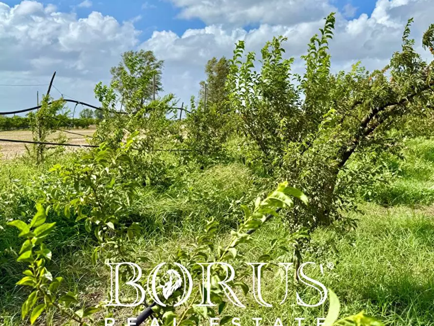 Immagine 9 di Terreno agricolo in vendita  a Trentola Ducenta