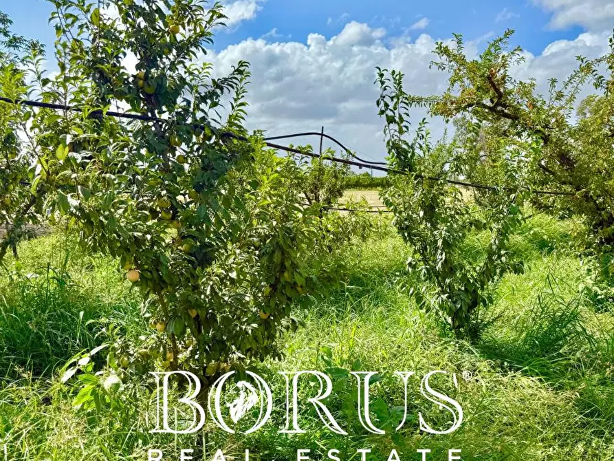 Immagine 10 di Terreno agricolo in vendita  a Trentola Ducenta