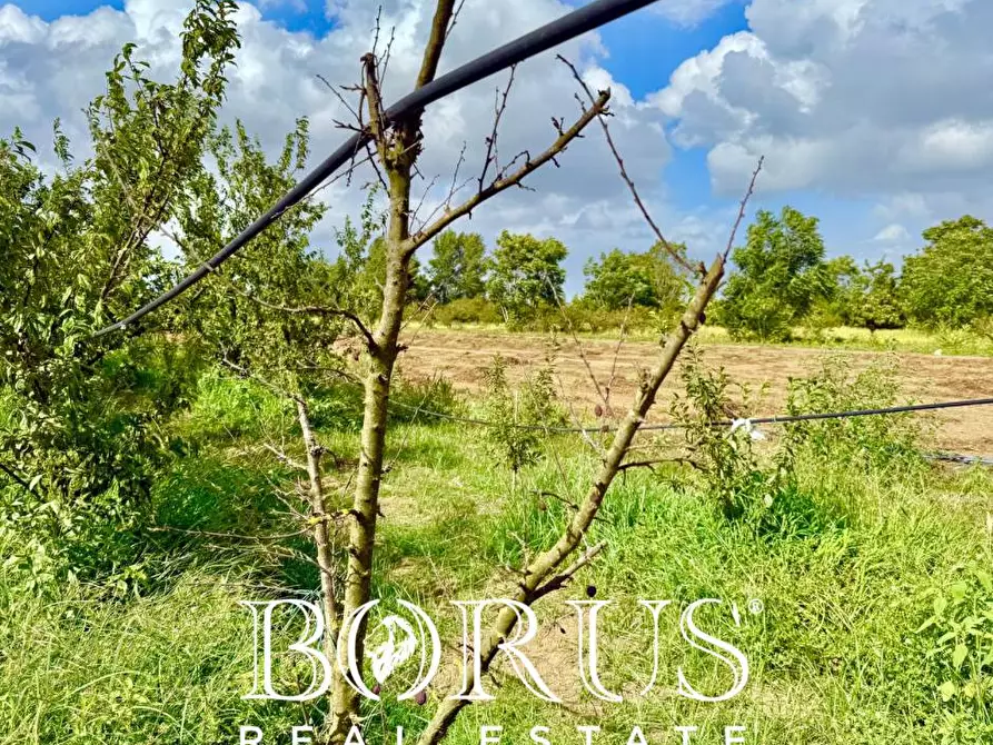 Immagine 11 di Terreno agricolo in vendita  a Trentola Ducenta