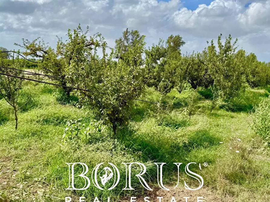 Immagine 13 di Terreno agricolo in vendita  a Trentola Ducenta