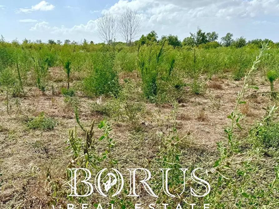 Immagine 1 di Terreno agricolo in vendita  a Trentola Ducenta