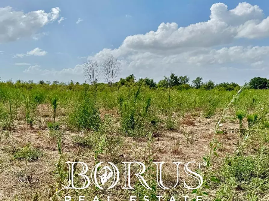 Immagine 3 di Terreno agricolo in vendita  a Trentola Ducenta