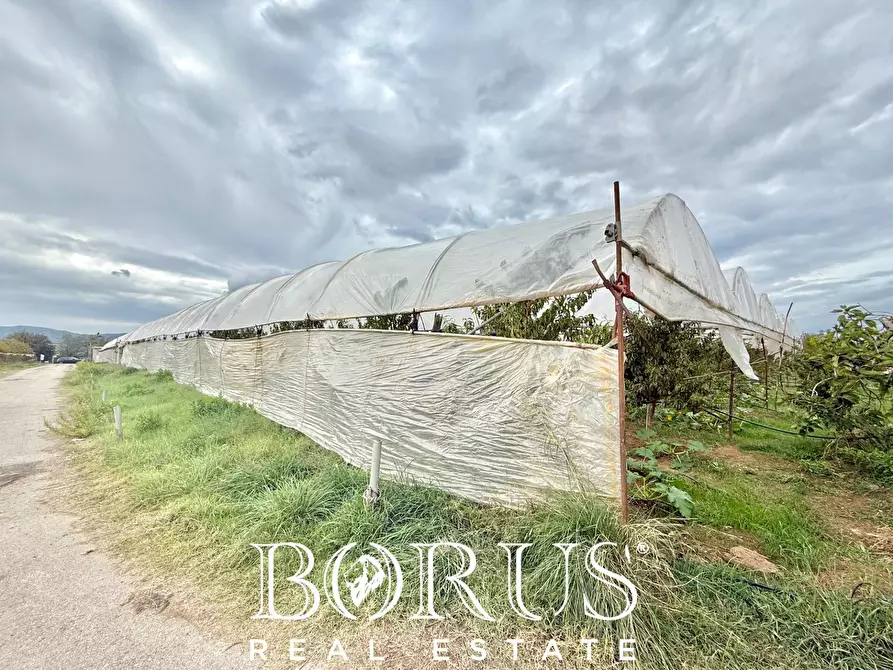 Immagine 2 di Azienda agricola in vendita  in Santa Maria la Piana a Sessa Aurunca