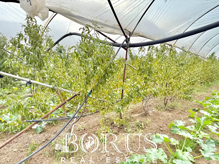 Immagine 7 di Azienda agricola in vendita  in Santa Maria la Piana a Sessa Aurunca