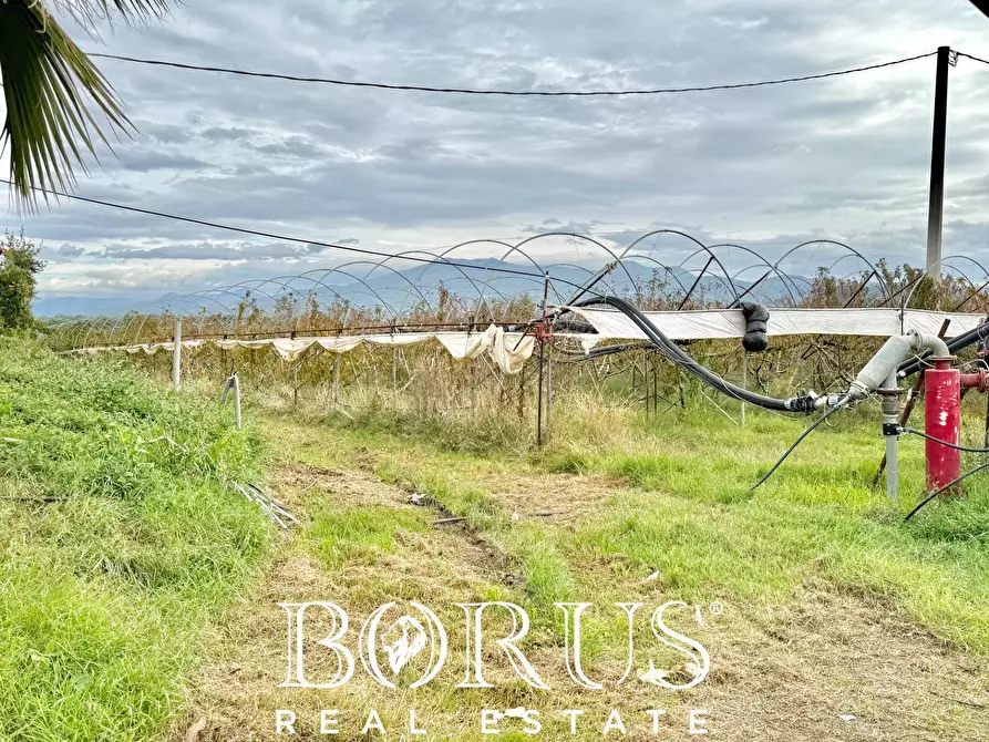 Immagine 10 di Azienda agricola in vendita  in Santa Maria la Piana a Sessa Aurunca