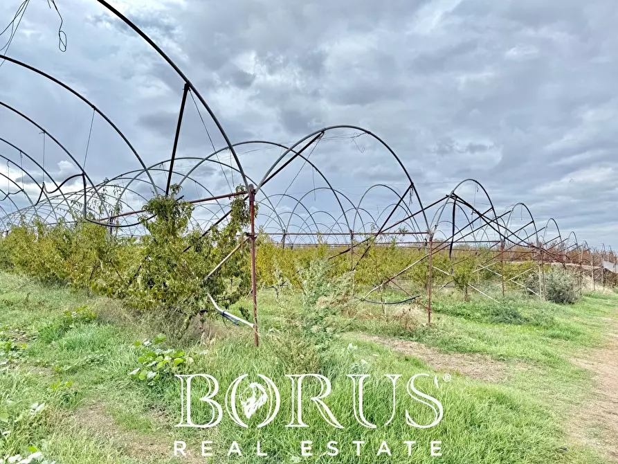 Immagine 11 di Azienda agricola in vendita  in Santa Maria la Piana a Sessa Aurunca