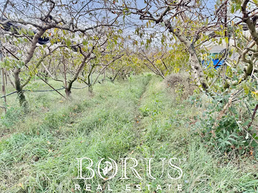 Immagine 12 di Azienda agricola in vendita  in Santa Maria la Piana a Sessa Aurunca