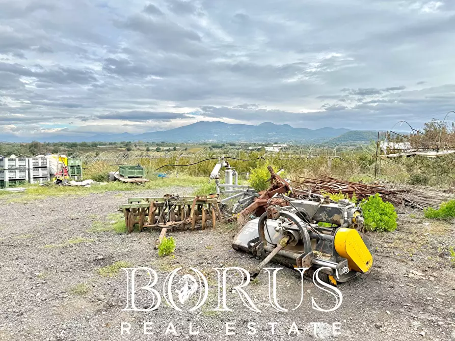 Immagine 15 di Azienda agricola in vendita  in Santa Maria la Piana a Sessa Aurunca