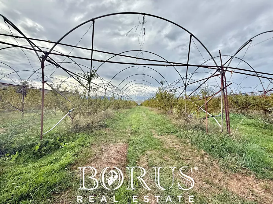 Immagine 16 di Azienda agricola in vendita  in Santa Maria la Piana a Sessa Aurunca