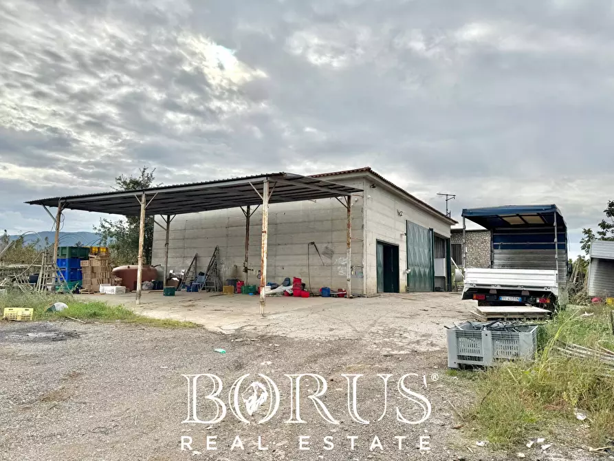 Immagine 17 di Azienda agricola in vendita  in Santa Maria la Piana a Sessa Aurunca