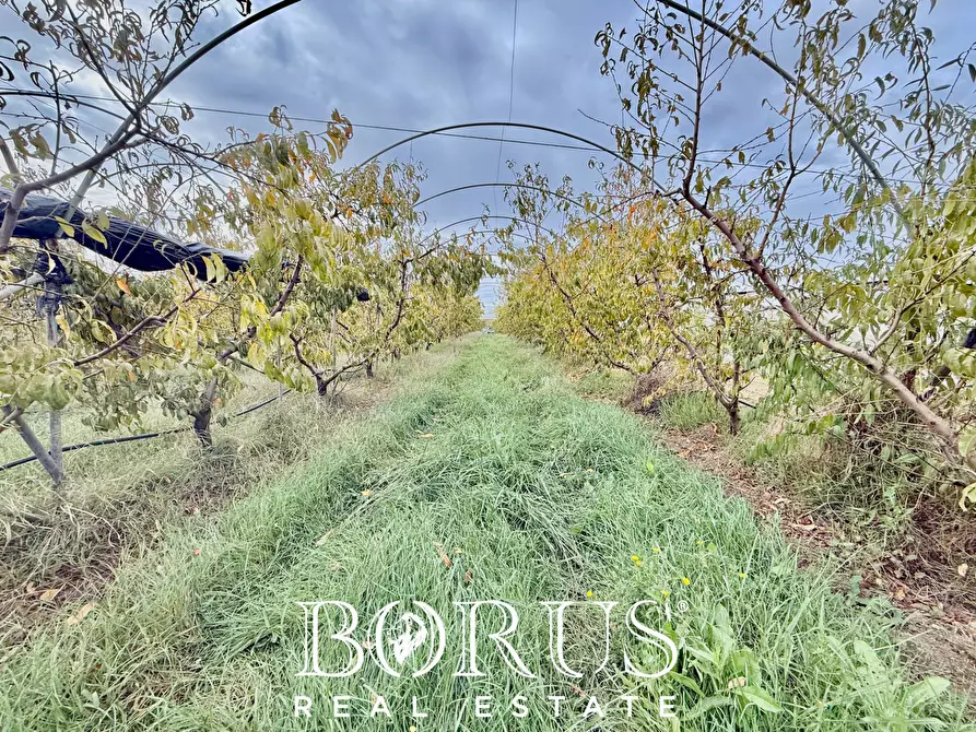 Immagine 20 di Azienda agricola in vendita  in Santa Maria la Piana a Sessa Aurunca