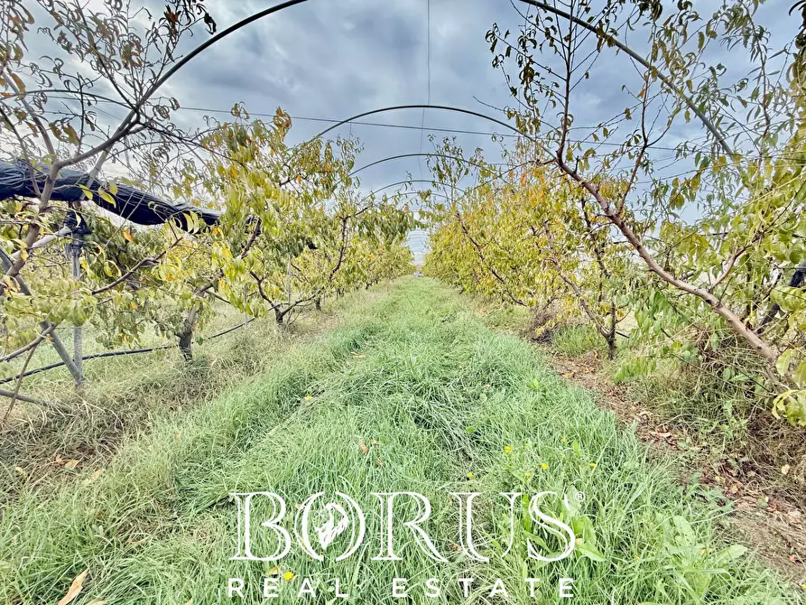 Immagine 21 di Azienda agricola in vendita  in Santa Maria la Piana a Sessa Aurunca