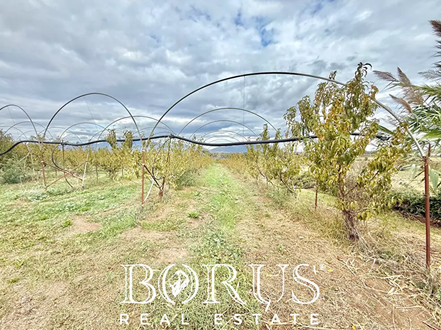 Immagine 22 di Azienda agricola in vendita  in Santa Maria la Piana a Sessa Aurunca