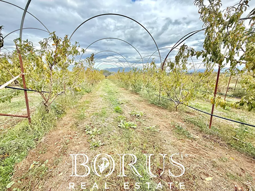 Immagine 23 di Azienda agricola in vendita  in Santa Maria la Piana a Sessa Aurunca