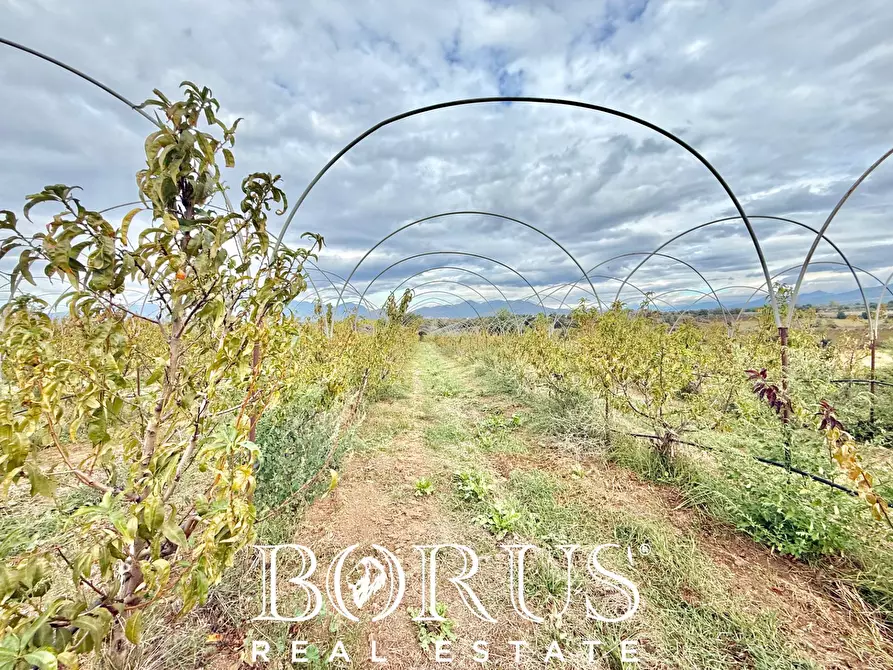 Immagine 24 di Azienda agricola in vendita  in Santa Maria la Piana a Sessa Aurunca