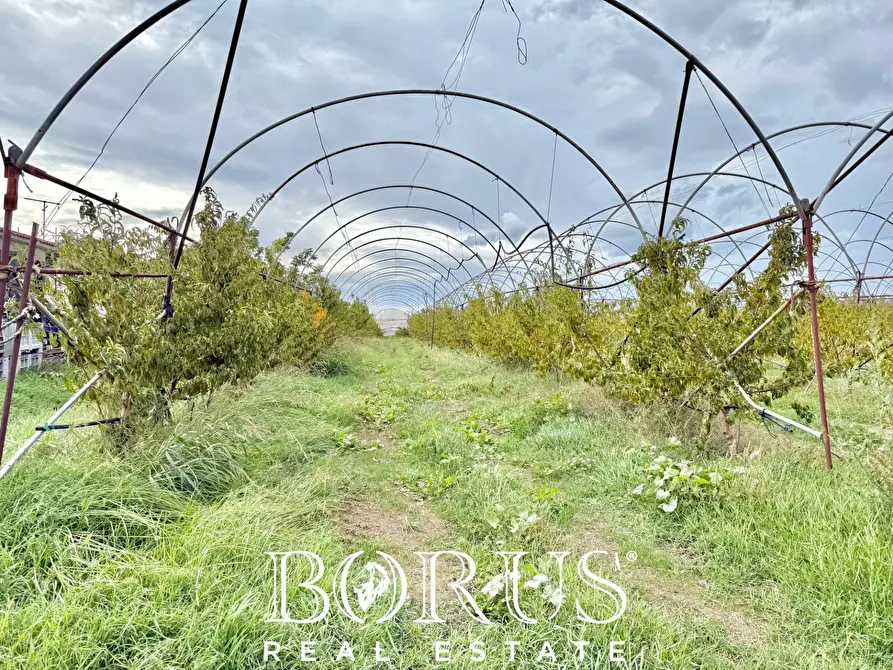 Immagine 27 di Azienda agricola in vendita  in Santa Maria la Piana a Sessa Aurunca