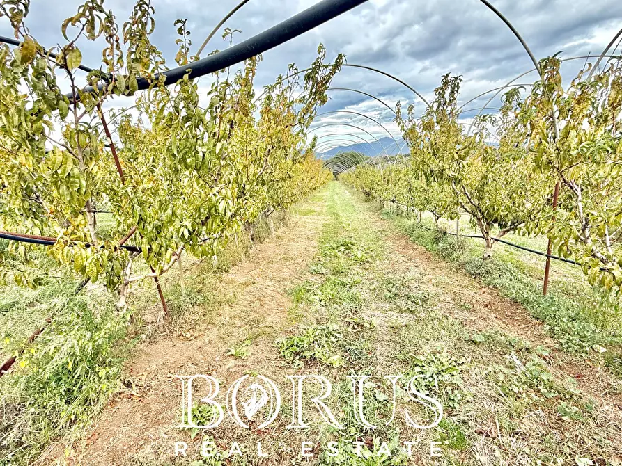 Immagine 29 di Azienda agricola in vendita  in Santa Maria la Piana a Sessa Aurunca
